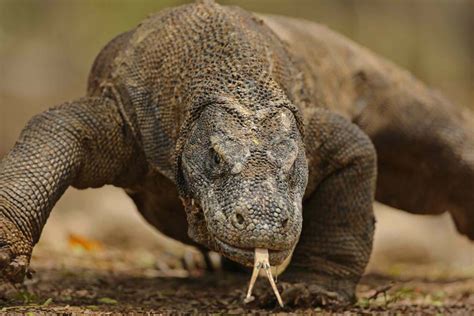 comdo dragon|comodo dragon po polsku.